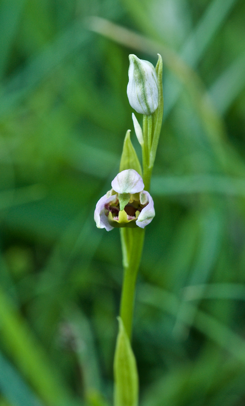 beeorchid1506161