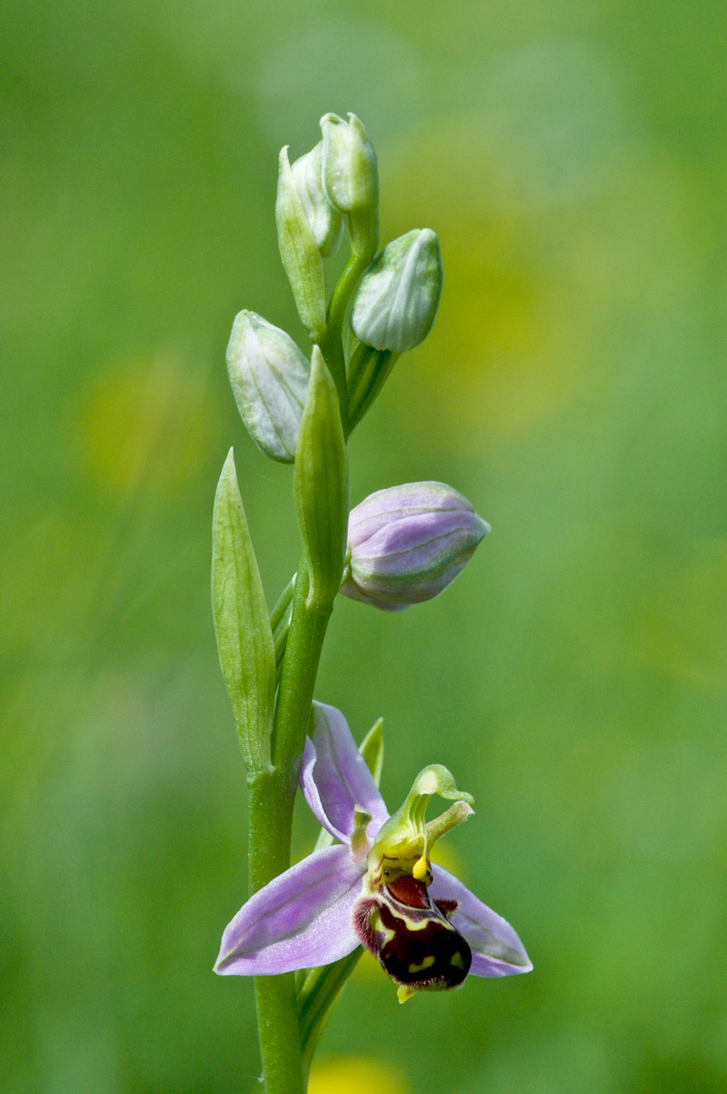 beeorchid1506162