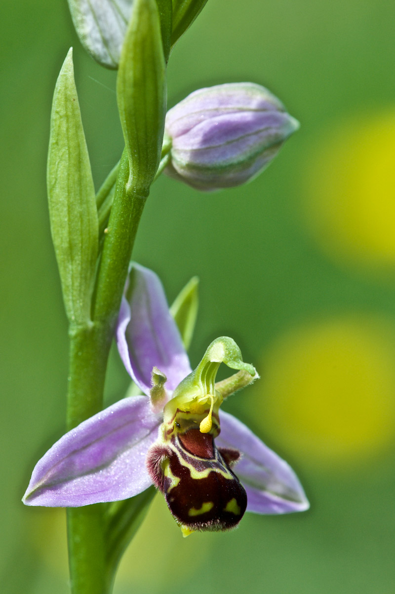 beeorchid1506163