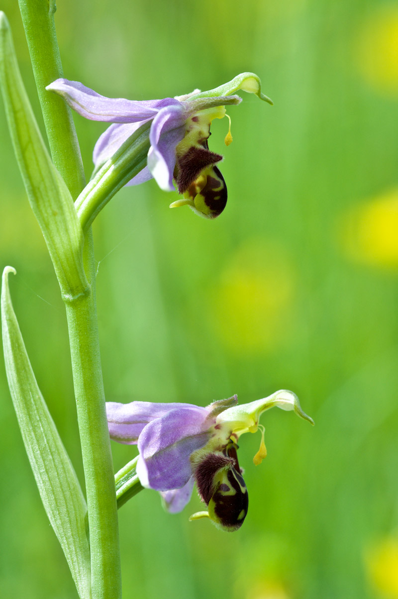 beeorchid1506164