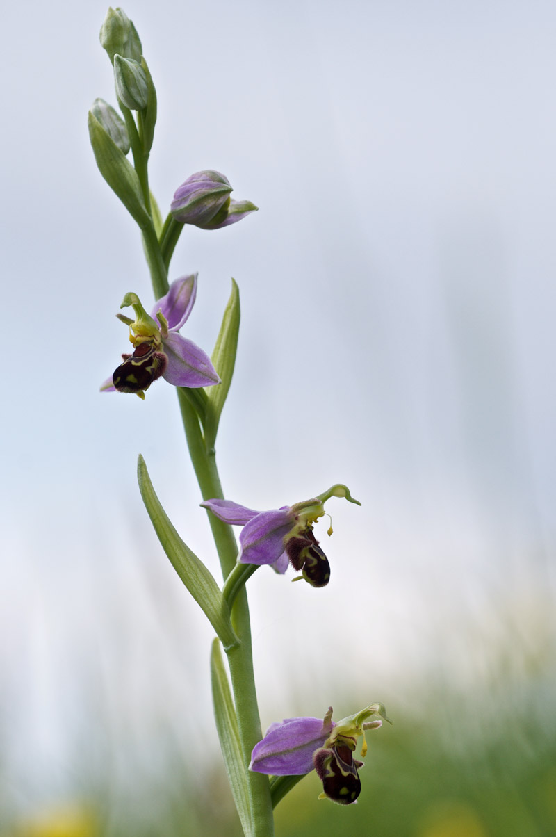 beeorchid1506166