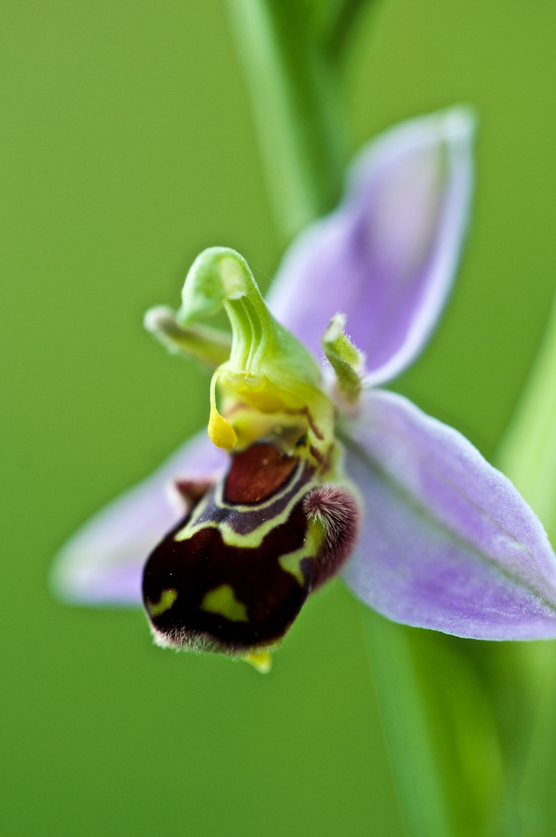 beeorchid1506167