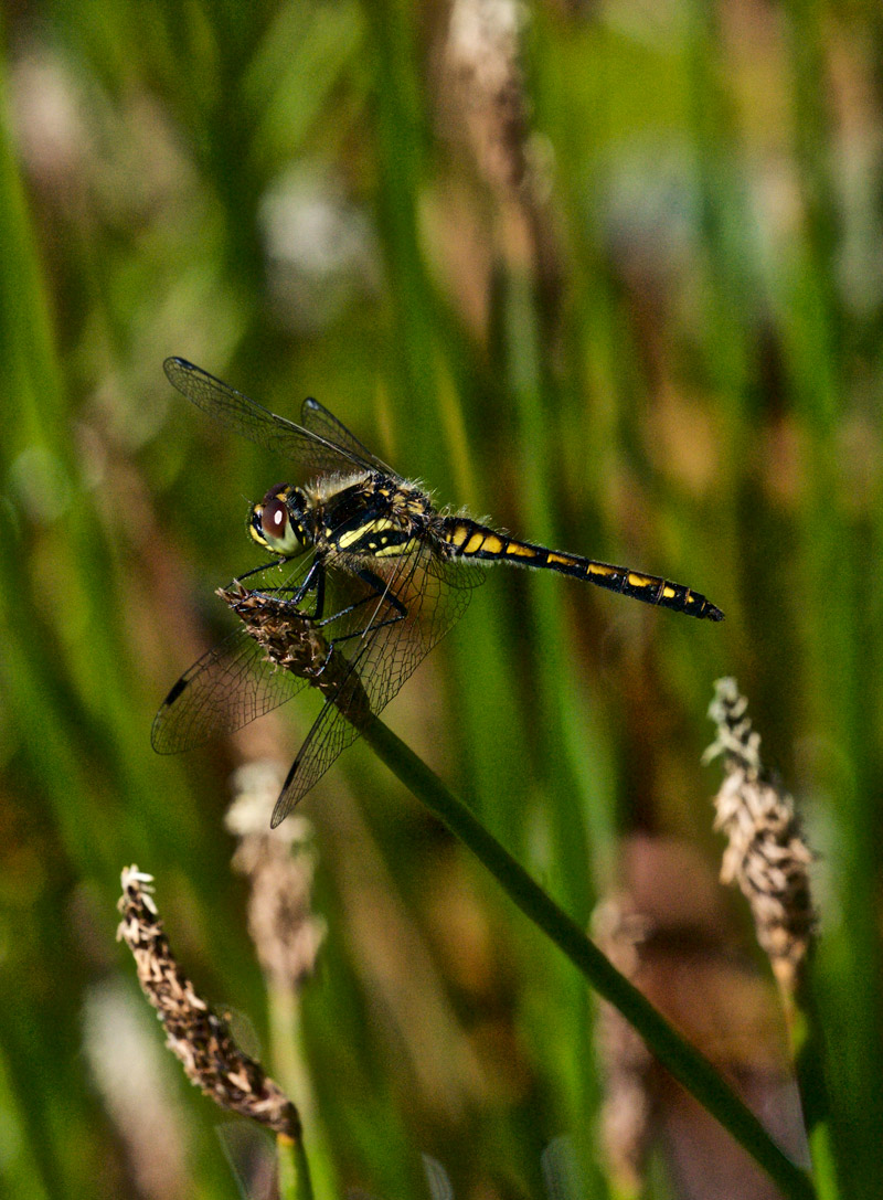 BlackDarter1907161