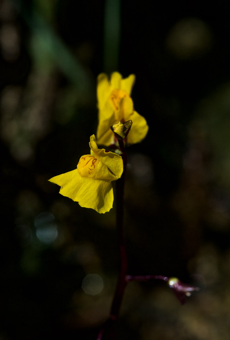 Bladderwort2007161