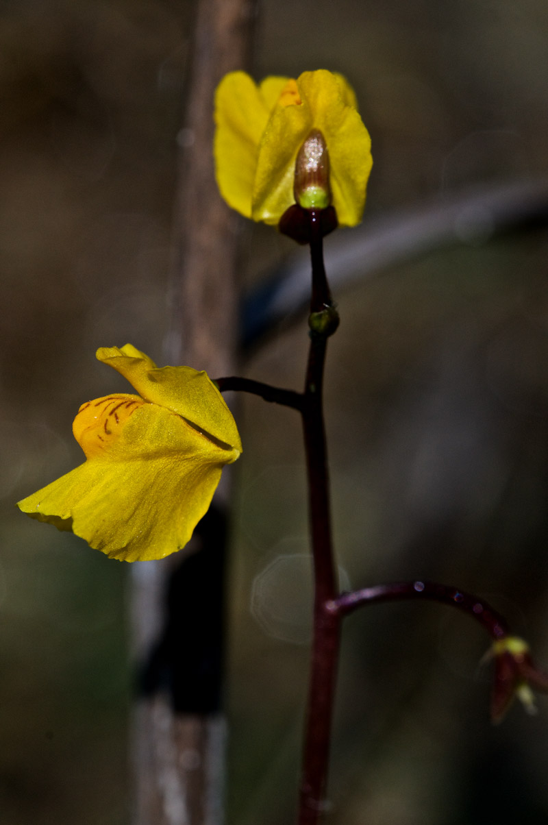 Bladderwort2007162