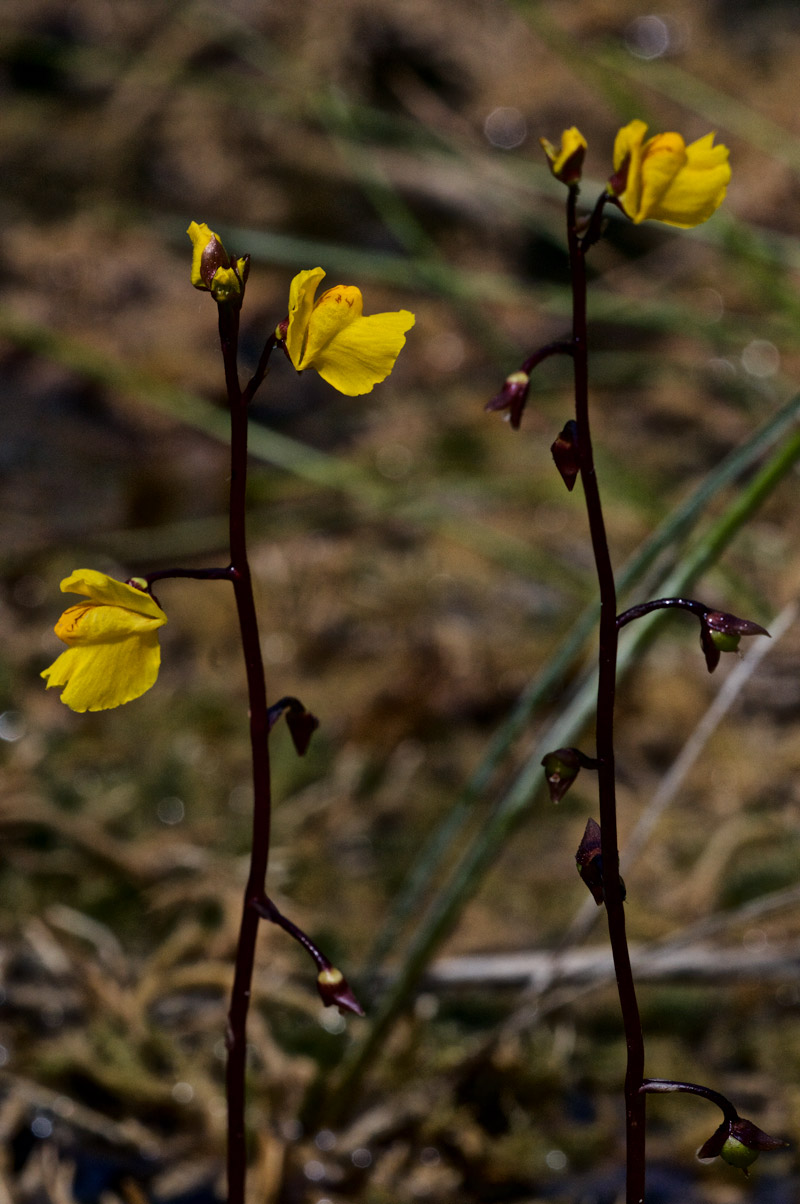 Bladderwort2007163