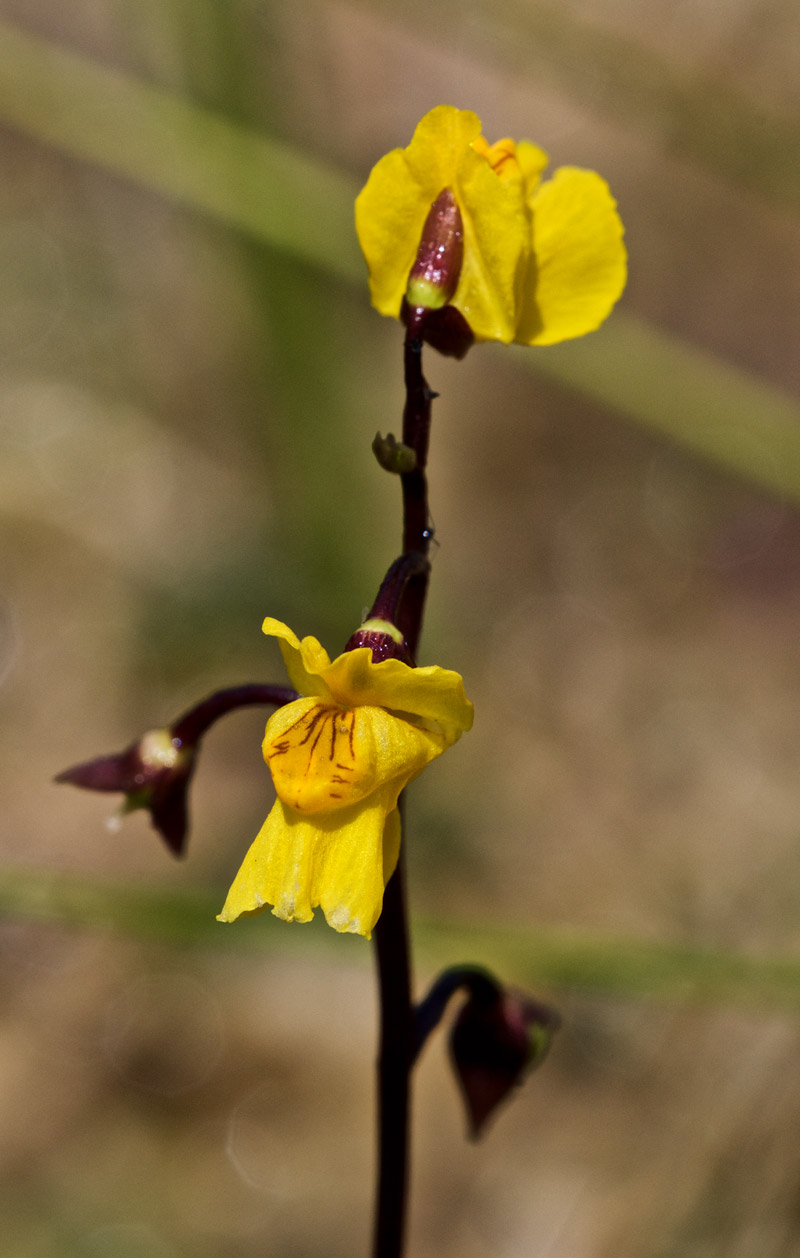 Bladderwort2007164