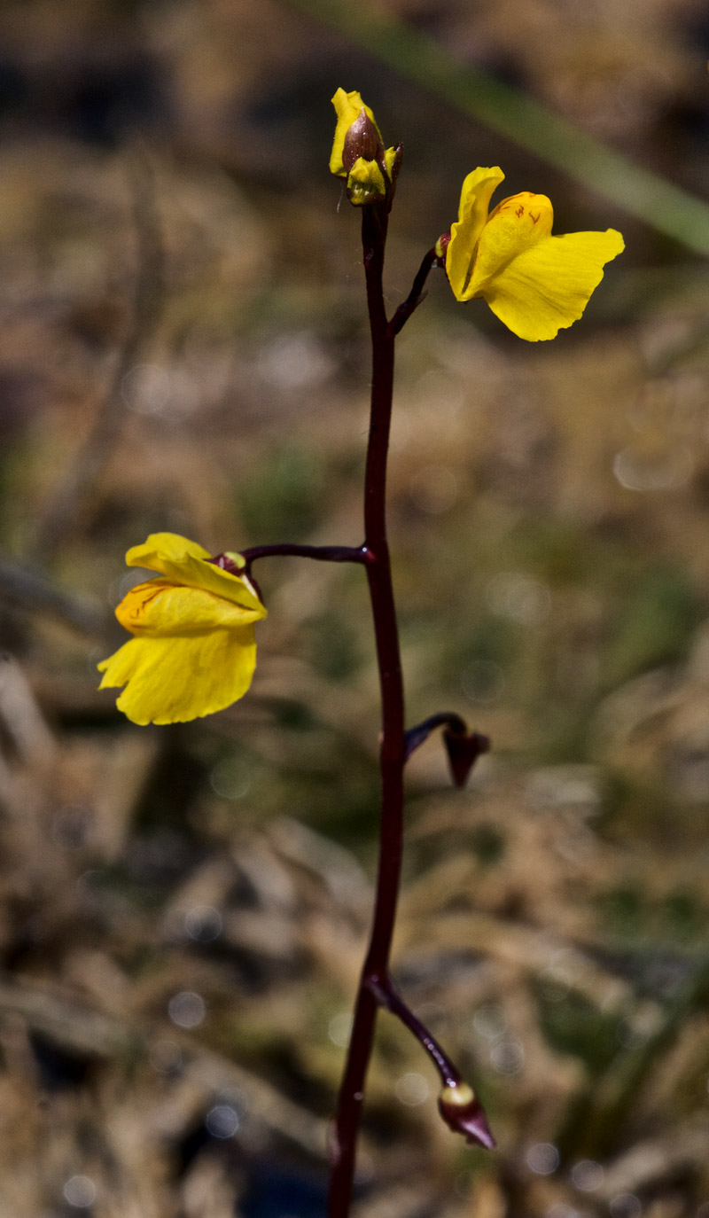 Bladderwort2007165