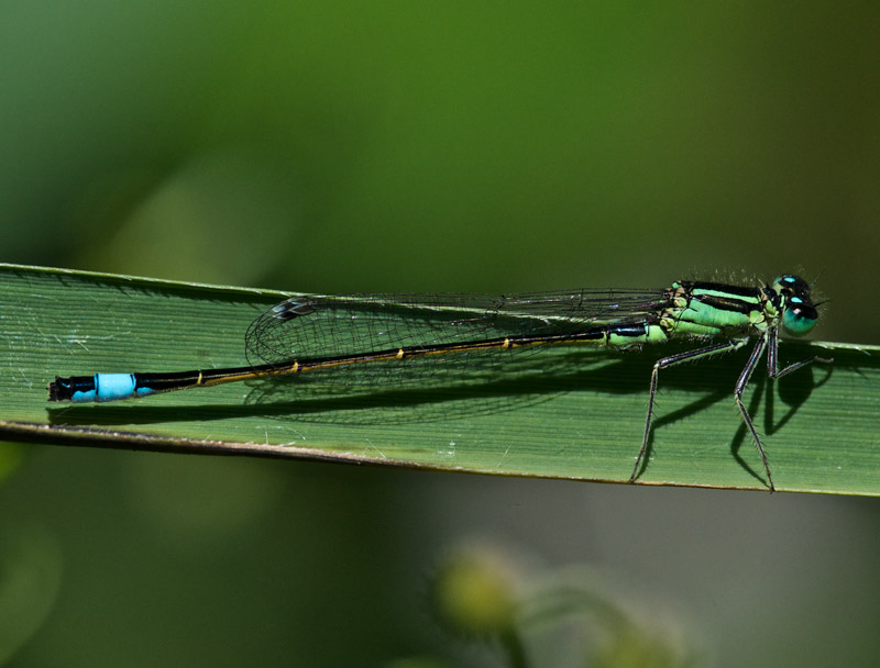 BlueTailedDamselFly1407161