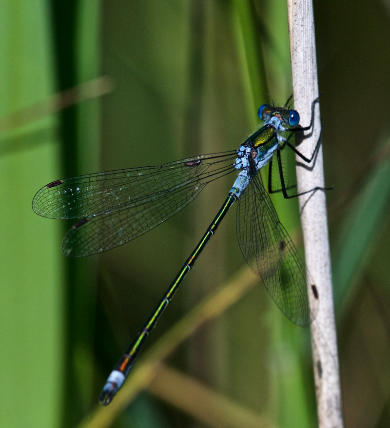 BlueTailedDamselFLy1407162