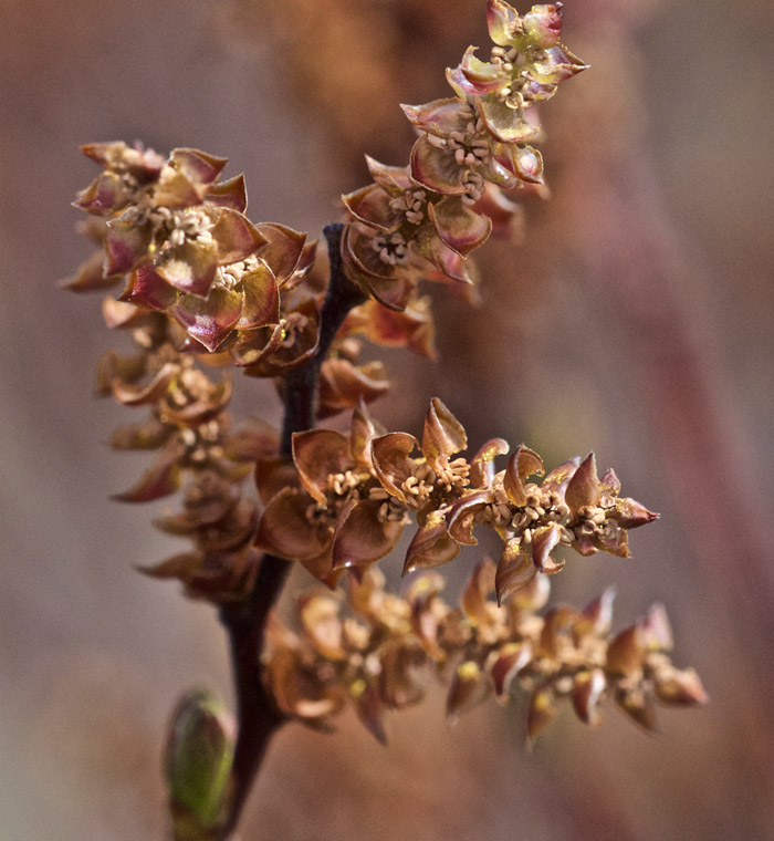 bogmyrtle0505161