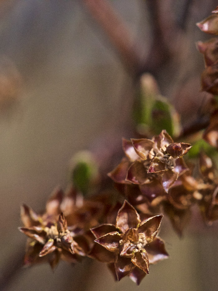 bogmyrtle0505162