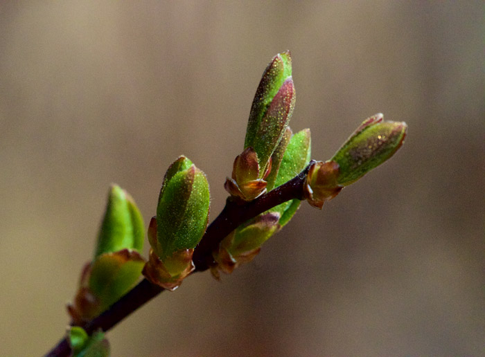 bogmyrtle0505163