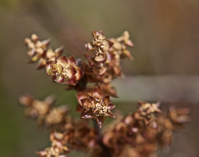 bogmyrtle0505164