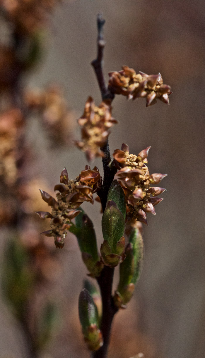 bogmyrtle0505165