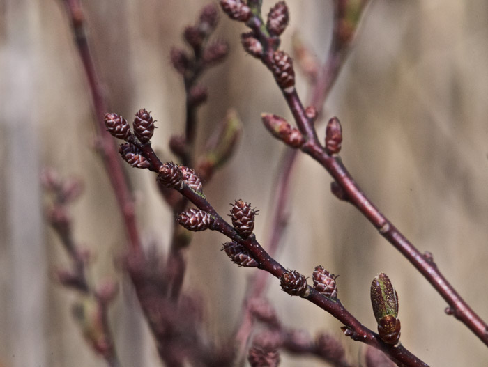 bogmyrtle0505167