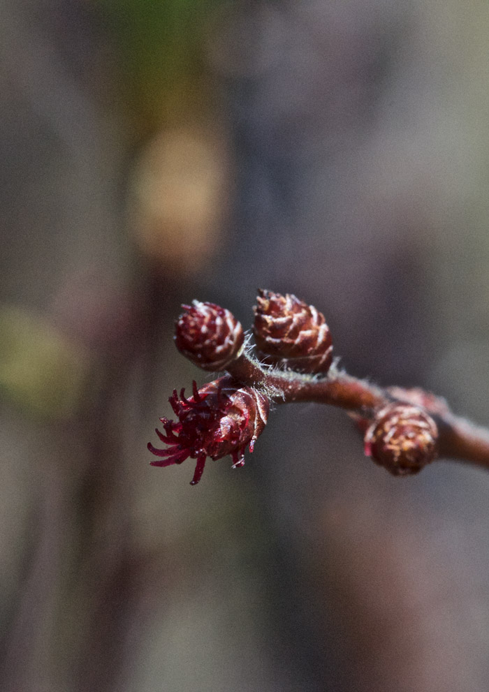 bogmyrtle0505168