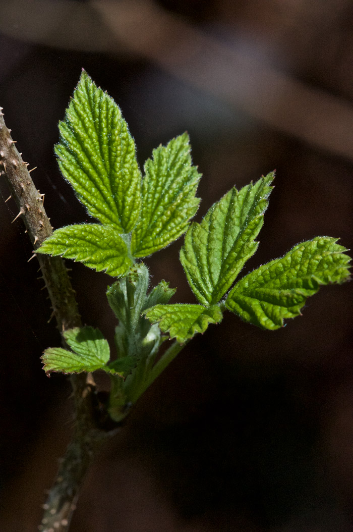 bramble0505161