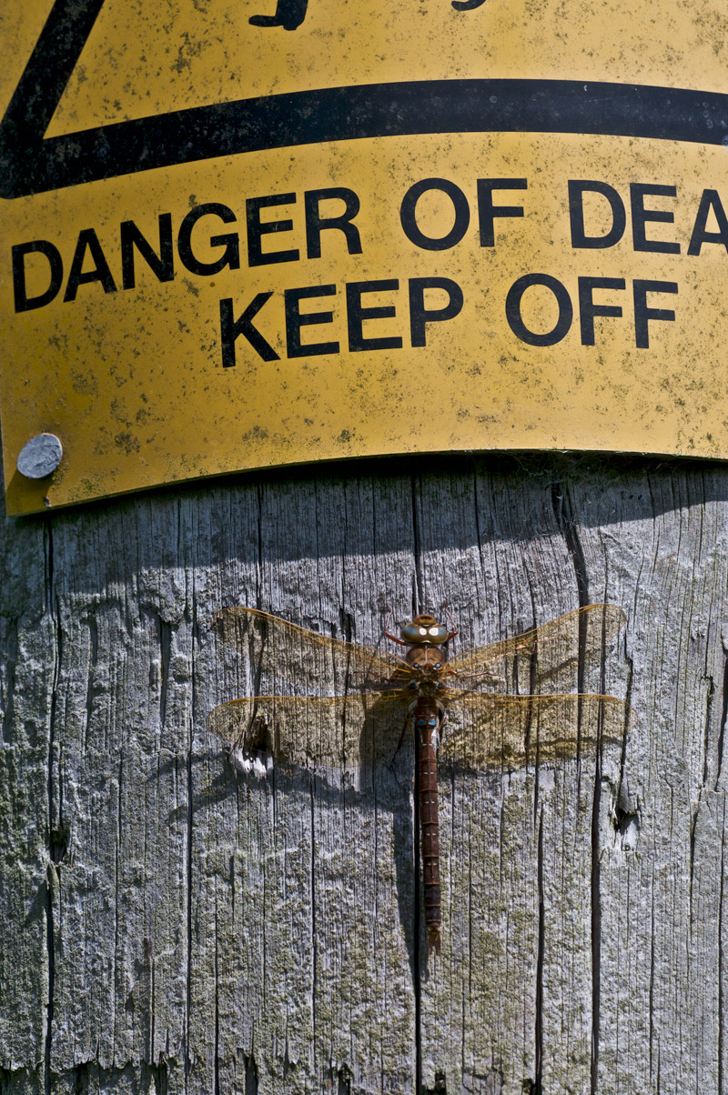 BrownHawker1407161