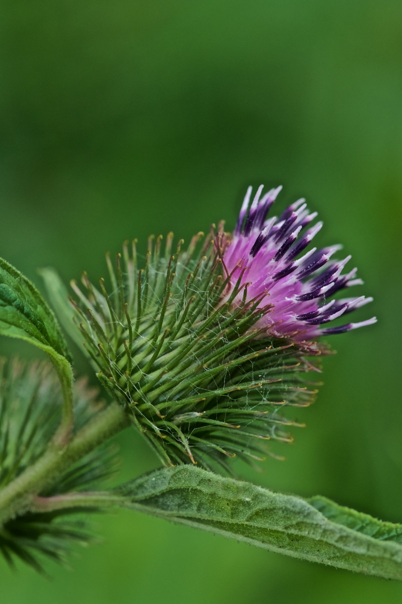 Burdock2408165