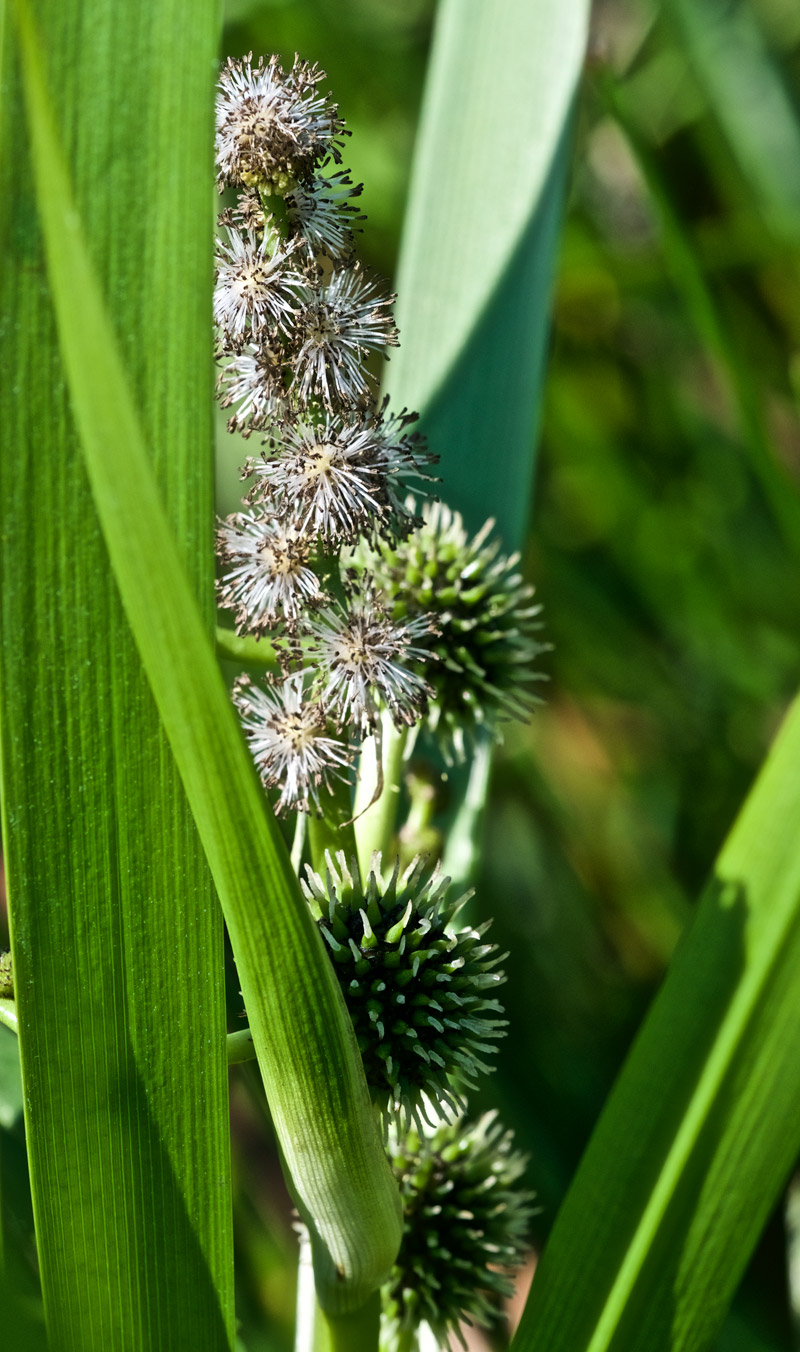 BurReed2908162