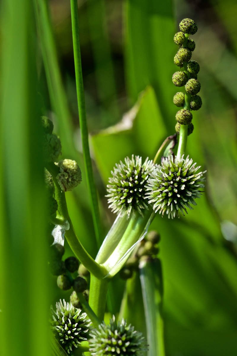 BurReed2908168