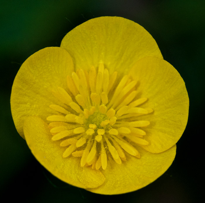 Buttercup1505161