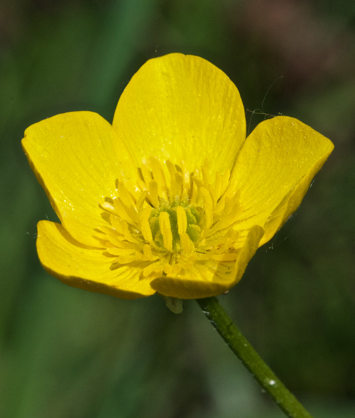 Buttercup1505162