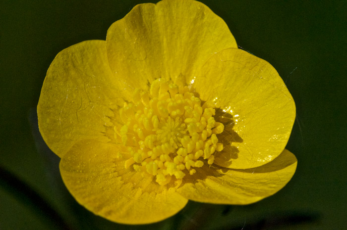 Buttercup1505163