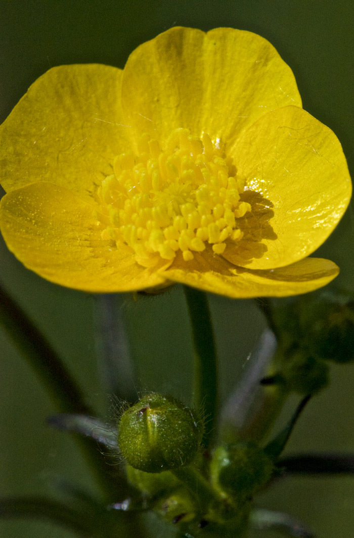 Buttercup1505165