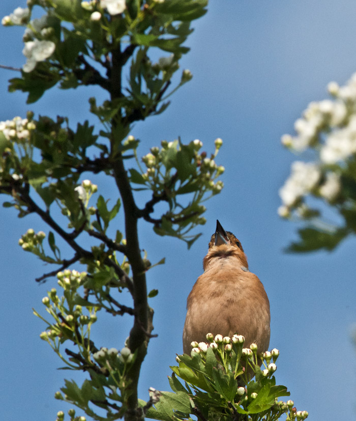 Chaffinch1505161