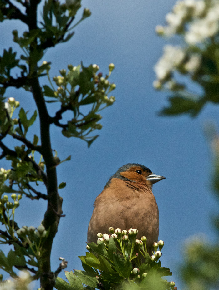 Chaffinch1505162