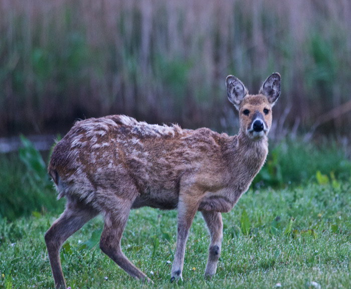 ChinesWaterDeer1105161