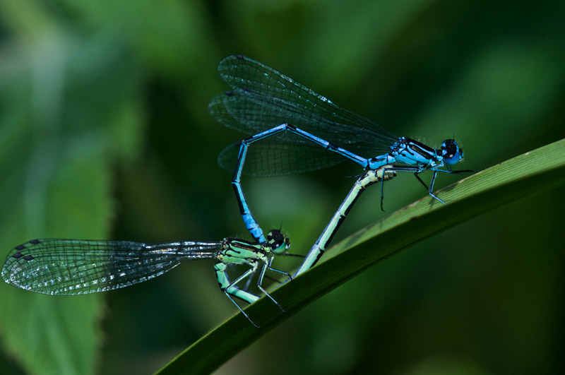 CommonBlueDamselFly0607161