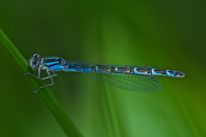 commonbluedamselfly2806161