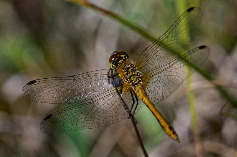 CommonDarter0408161