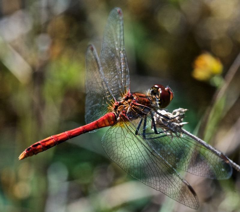 CommonDarter0408162