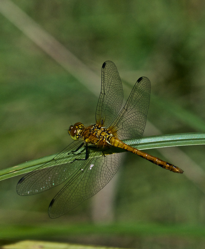 CommonDarter1407161