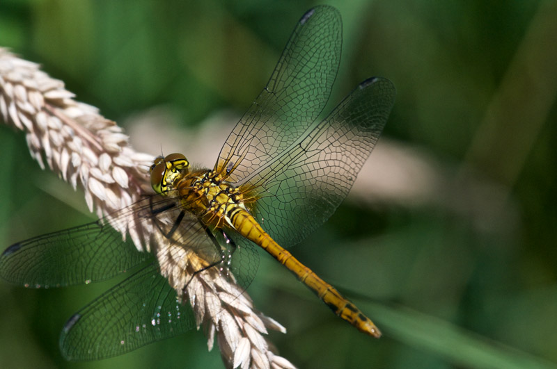 CommonDarter1407162