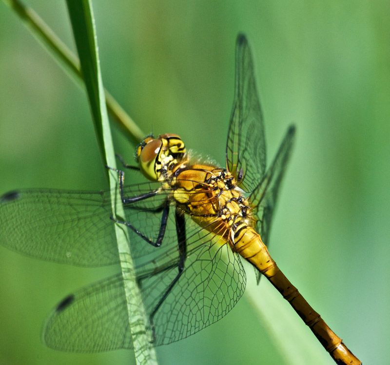 CommonDarter1407163