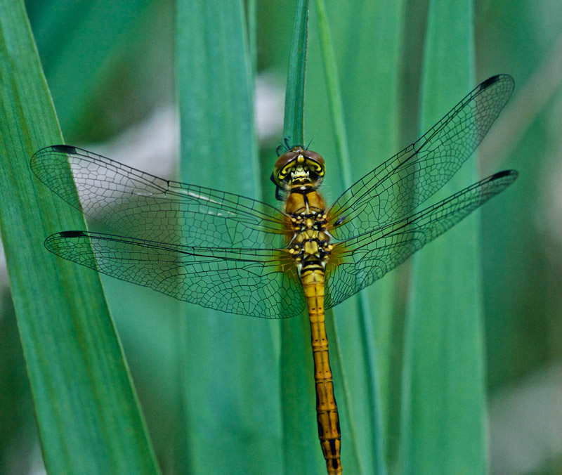 CommonDarter1407164