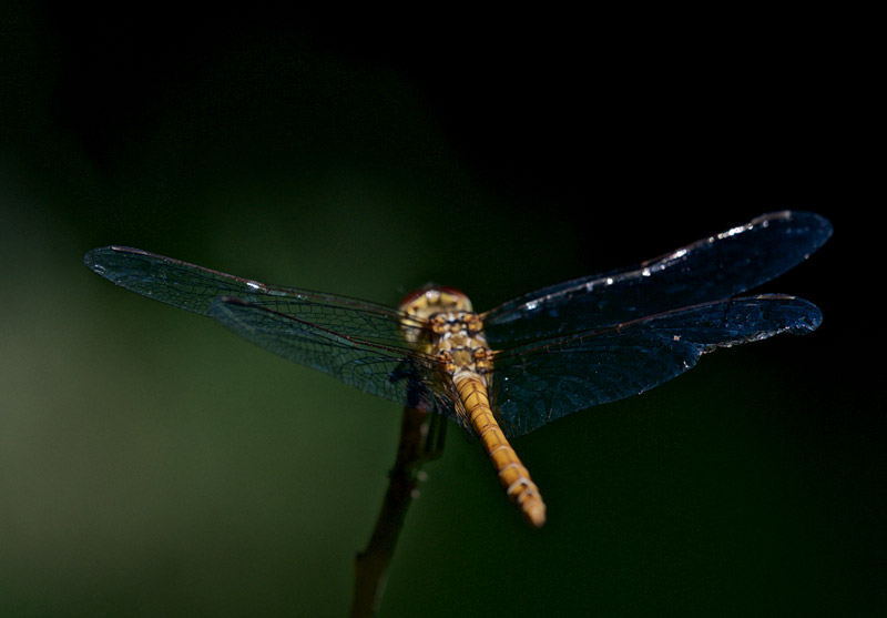 CommonDarter1907161