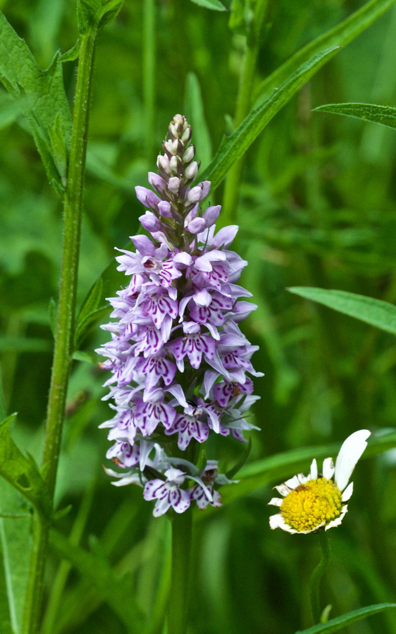 CommonSpottedOrchid0207161