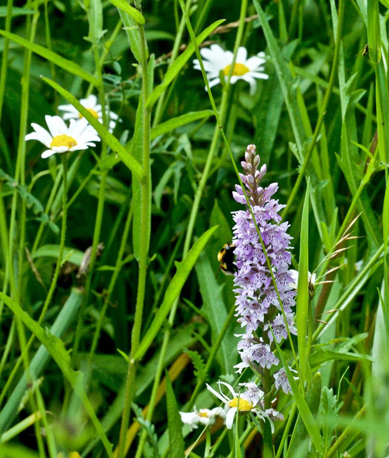 CommonSpottedorchid0207162