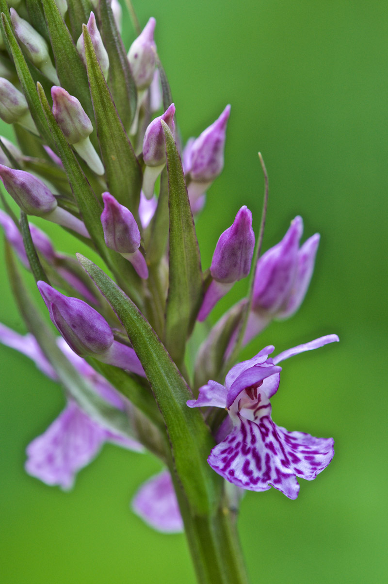 commonspottedorchid1506162