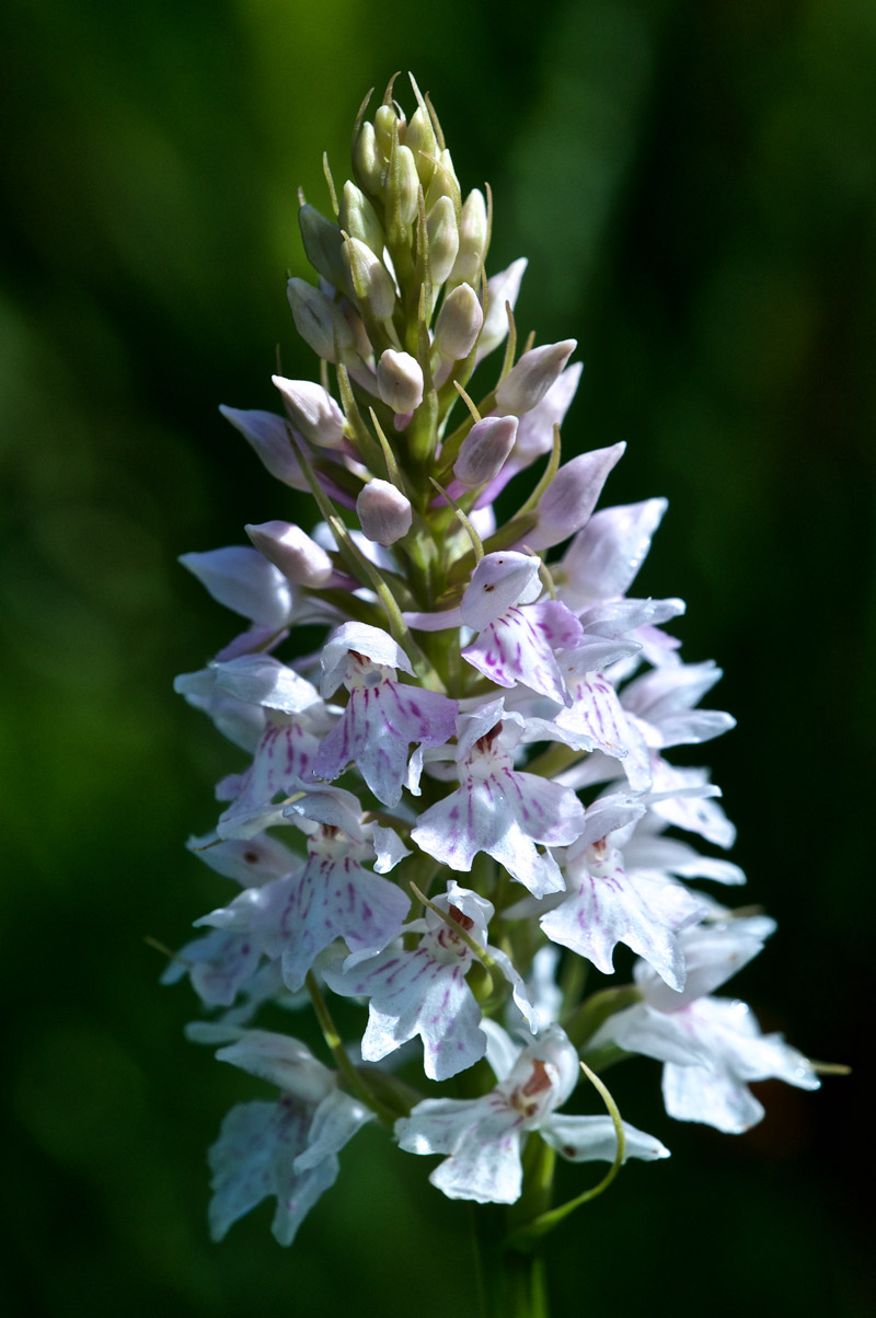 commonspottedorchid2806162