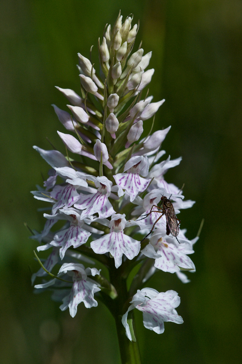 commonspottedorchid2806163