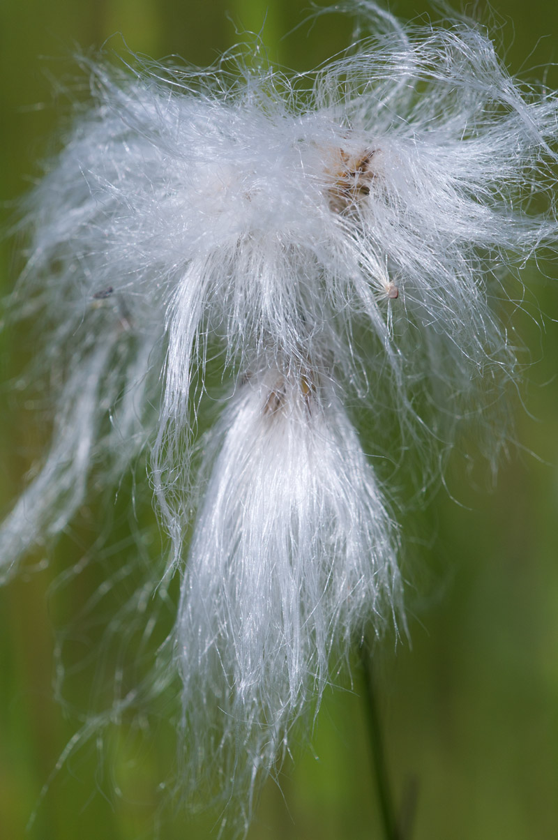 CottonGrass0407161