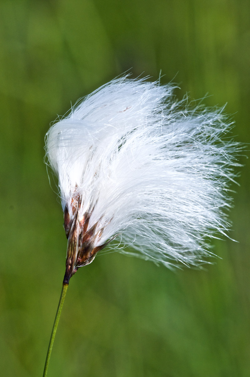 CottonGrass0706161