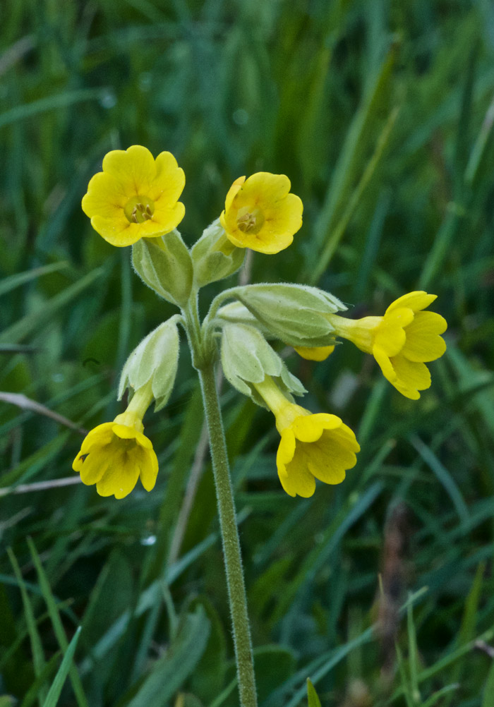 Cowslip1605161